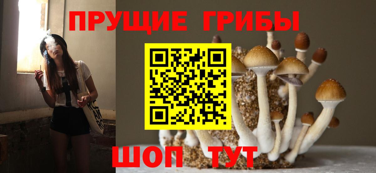 Дербент  Псилоцибиновые грибы Cubensis  Вход с VPN 